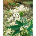 Clematis Armandii Snowdrift Immergrün Weiße Blüten 100–150 cm