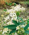 Clematis armandii 'Snowdrift' 100–150 cm – Immergrün, Mehrjährig, Pflegeleicht – Waldrebe – Kletterpflanze für Pergola & Rankhilfe