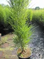 Säulen-Faulbaum Fine Line ® - Farnblättriges Pulverholz - Rhamnus frangula - 60-