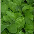Funkie - Hosta elata