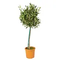 Bloomique - Olea Europaea - Olivenbaum Echt - Gartenpflanzen Winterhart - Höhe 80-90 cm - Topf 19 cm