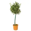 Bloomique - Olea Europaea - Olivenbaum Echt - Gartenpflanzen Winterhart - Höhe 8