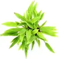 Dennerle Plants Aquariumpflanze Cryptocoryne affinis Dark Orange Zwergspeerblatt