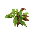 Cryptocoryne affinis 'Dark Orange' - Topf orange  Aquarienpflanze Dennerle 30594