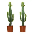 Bloomique - 2er-Set - Euphorbia acrurensis - Wolfsmilch - Kaktus - Zimmerpflanze