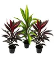 3er Set Cordyline fruticosa, Keulenlilie 12cm Topf
