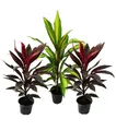 Exotenherz Zimmerpflanze 3er Set Cordyline fruticosa, Keulenlilie 12cm Topf