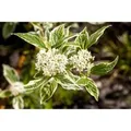 Cornus Alba Sibirica Variegata Hartriegel Weiß-Bunt 40–60 cm