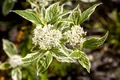 Pflanzen für Dich Gehölze Cornus alba Sibirica Variegata, 1 St., Weißer Hartriegel, Sibirischer Hartriegel