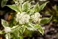 Cornus alba 'Sibirica Variegata', Hartriegel, weiß-bunt, 40–60 cm