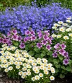 Staudenbeet 'Landhausgarten',9 Pflanzen