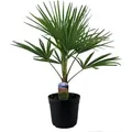 BALDUR Garten 1x Winterharte Kübel-Palme, Pflanze im 19 cm-Topf, Trachycarpus fortunei, Fächerpalme, sehr robust & pflegeleicht, mehrjährig, imm...