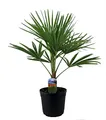 BALDUR Garten Winterharte Kübel-Palme im 21 cm Topf, 1 Pflanze, Trachycarpus fortunei, Fächerpalme, sehr robust & pflegeleicht, mehrjährig, Wasserbedarf gering