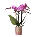 Kolibri Orchids | Lila/rosa Phalaenopsis Orchidee - Mineral Vienna - Topfgröße Ø9cm | blühende Zimmerpflanze - frisch vom Züchter