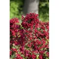 Weigela Eva Rathke Weigelie Karminrot 60–100 cm