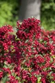Weigela 'Eva Rathke' 60-100 cm - Weigelie, karminrote Blüten, Blütezeit Mai-Juni, ideal für Hecken und Rabatten, bienenfreundlich, pflegeleicht