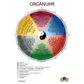 Organuhr Schaubild DIN A3