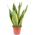 Value Greens Sansevieria Trifasciata 'Laurentii'  Robuster Bogenhanf  Luftreiniger  30 cm Hoch  Topf-Ø 12 cm