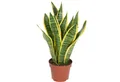 Flowerbox Zimmerpflanze Bogenhanf - Sansevieria trifasciata, pflegeleicht - Höhe ca. 35 cm, Topf-Ø 12 cm