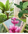 BALDUR Garten 3er Bananen Pflanzen Kollektion, Pflanzen im 12 cm-Topf, Musa Banana Tropicana, Winterharte Banane rot, Rosa Zwerg-Banane, Grünpflanze, winterharte Stauden, Bananen-Früchte essbar