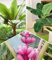 BALDUR Garten 3er Bananen Pflanzen Kollektion, Pflanzen im 12 cm-Topf, Musa Banana Tropicana, Winterharte Banane rot, Rosa Zwerg-Banane, Grünpflanze, winterharte Stauden, Bananen-Früchte essbar