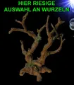 Aquarium Deko 🐠 MANGROVEN WURZEL 🐠Höhle Dekoration Garnelen Terrarium Zubehör