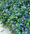 BALDUR Garten 3x Winterharter Bodendecker Vinca minor 'Blau', Pflanzen im 9x9 cm-Topf, 6-8 Pflanzen pro Quadratmeter, ideal für schattige Flächen, immergrün, winterharte Staude, mehrjährig, blühend