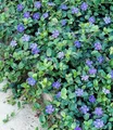 BALDUR Garten 3x Winterharter Bodendecker Vinca minor 'Blau', Pflanzen im 9x9 cm-Topf, 6-8 Pflanzen pro Quadratmeter, ideal für schattige Flächen, immergrün, winterharte Staude, mehrjährig, blühend