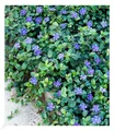 Winterharter Bodendecker Vinca minor 'Blau' Immergrün, 3 Pflanzen