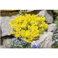 Alyssum Saxatile Steinkraut Goldkugel Ca. 9x9 cm Topf
