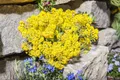 Pflanzen für Dich Staude Alyssum saxatile Goldkugel, 1 St., Steinkraut, Felsensteinkraut, Felsen-Goldkörbchen