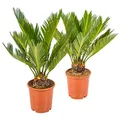 Bloomique - 2er-Set - Cycas Revoluta - Palmfarn - Sagopalme - Palme - Sehr Pflegeleicht - Höhe 30-40 cm - Topf 12 cm
