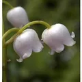 Maiglöckchen Grandiflora - Convallaria majalis