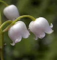 Maiglöckchen Grandiflora - Convallaria majalis