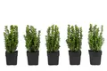 Gewöhnlicher Buchs 1 Meter Hecke Sichtschutz ca. 30 cm 5 x 2 l Topf, Dehner