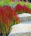 BALDUR Garten 3x Ziergras 'Red Baron', Pflanzen im 9x9 cm-Topf, Japanisches Blutgras, Flammengras, Imperata cylindrica, Garten-Ziergräser, winterharte Staude, mehrjährig, Pennisetum orientale