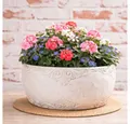 AltoBelli Blumentopf AltoBelli Blumentopf ADELINA Schale Zement Antik Grau Patina 24x12 cm