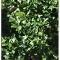 Hochstamm Japanische Stechpalme Ilex Glori Gem 40-60cm - ilex crenata