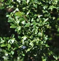 Hochstamm Japanische Stechpalme Ilex Glori Gem 40-60cm - ilex crenata