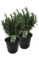 2er Set XXL italienischer Rosmarin im Topf - Rosmarinus officinalis