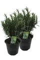 2er Set XXL italienischer Rosmarin im  Topf - Rosmarinus officinalis