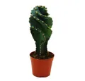 Exotenherz Kaktus Cereus jamacaru "Spiralis" Spiralkaktus im Mini-Format im 6,5cm Topf