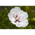 Hibiscus Syriacus Garten-Eibisch 'Pinky Spot' 80-100 cm