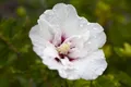 Hibiscus syriacus 'Pinky Spot' 80–100 cm – Winterhart, Mehrjährig, Pflegeleicht – Garteneibisch – Heckenpflanze für Garten & Sichtschutz