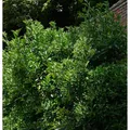 Japanischer Spindelstrauch 100-125cm - Euonymus japonicus
