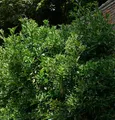 Japanischer Spindelstrauch 100-125cm - Euonymus japonicus