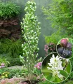 BALDUR Garten Felsenbirne Amelanchier 'Obelisk®', im 3-Liter XL-Topf,1 Pflanze