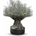 Sunny-Tree Winterharte Olivenbaum Bonsai 250 cm 275 Jahre Alter Olivenbaum Olea Europaea  Fruchttragend