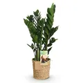 Green boutiQ - Zimmerpflanzen - Zamioculcas - ZZ-Pflanze - Wenig Pflege - mit Korb - Grün - 1 Pflanze - Topf 17cm - Höhe 65-75cm