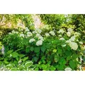 Hydrangea Arborescens Schneeballhortensie 60-100 cm